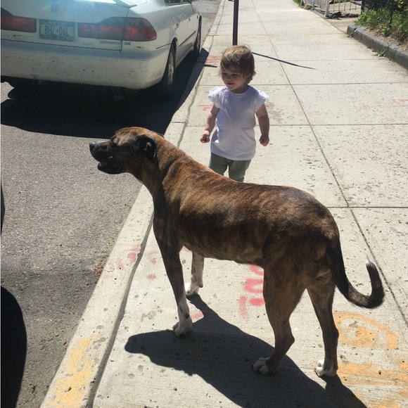 Meet your Posher, Skippie - Picture 1 of 1